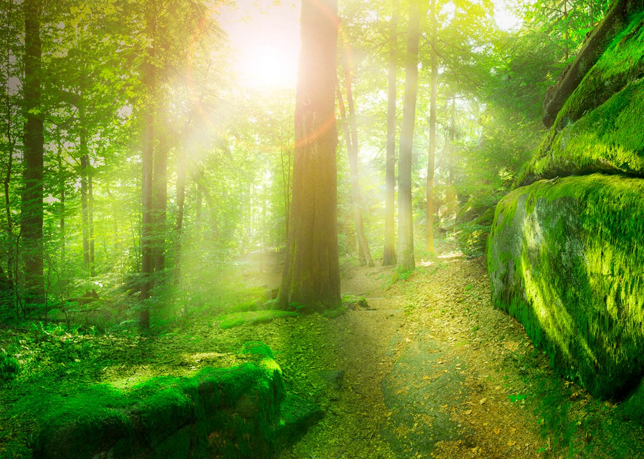 Magic Forest &ndash; Akustikbilder und Schallabsorber von SCHALLSAUGER&reg;