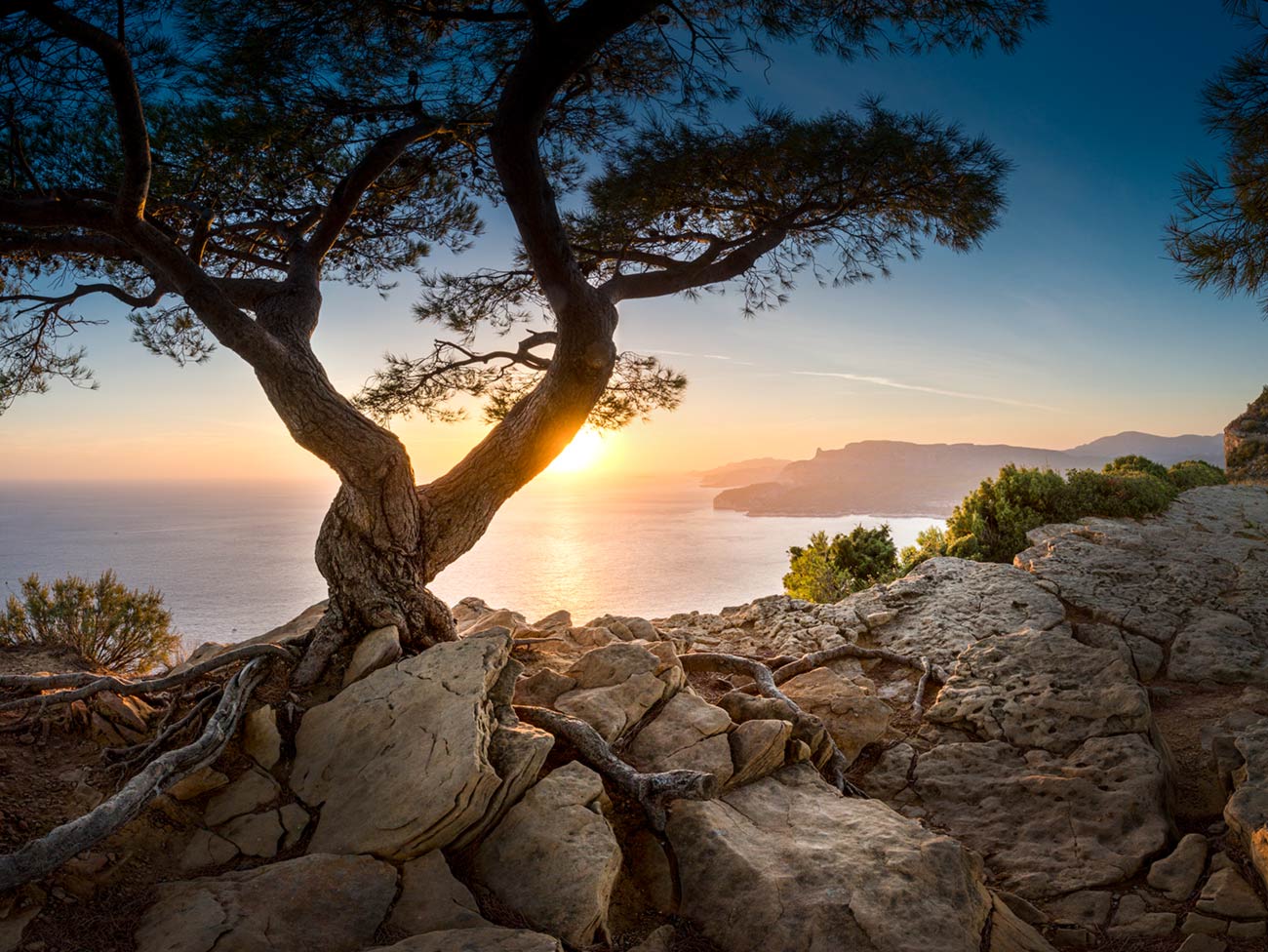 Back to the Roots (2)