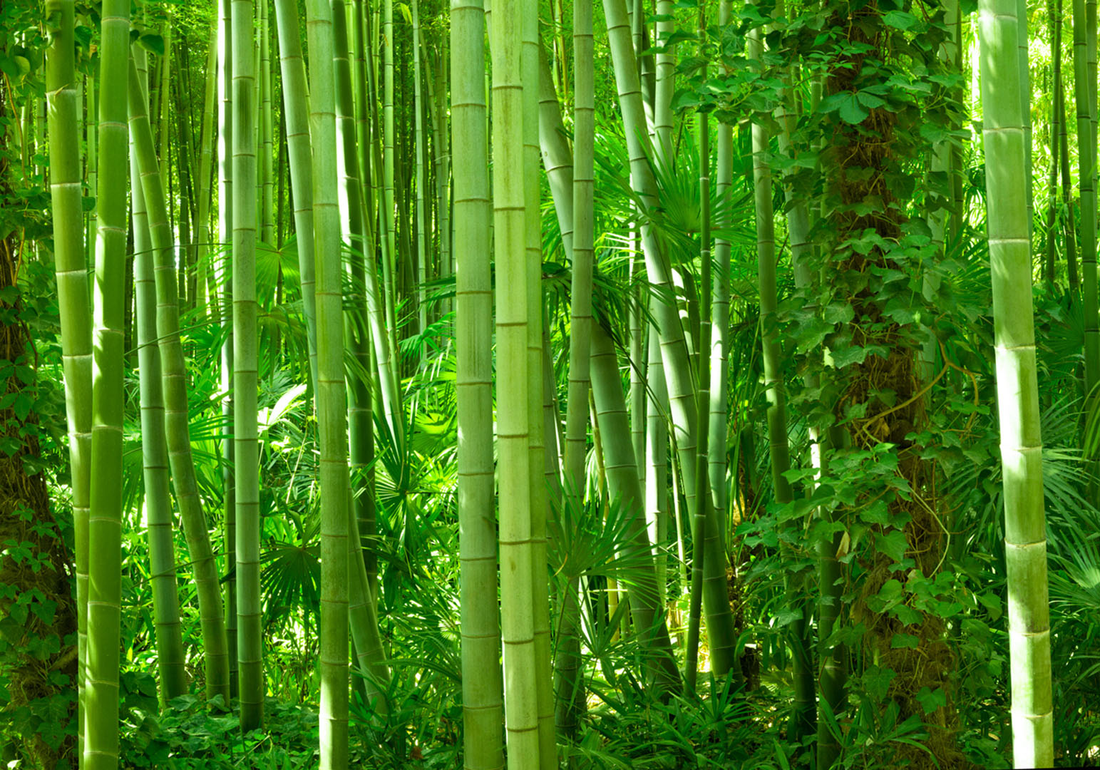 bamboo garden