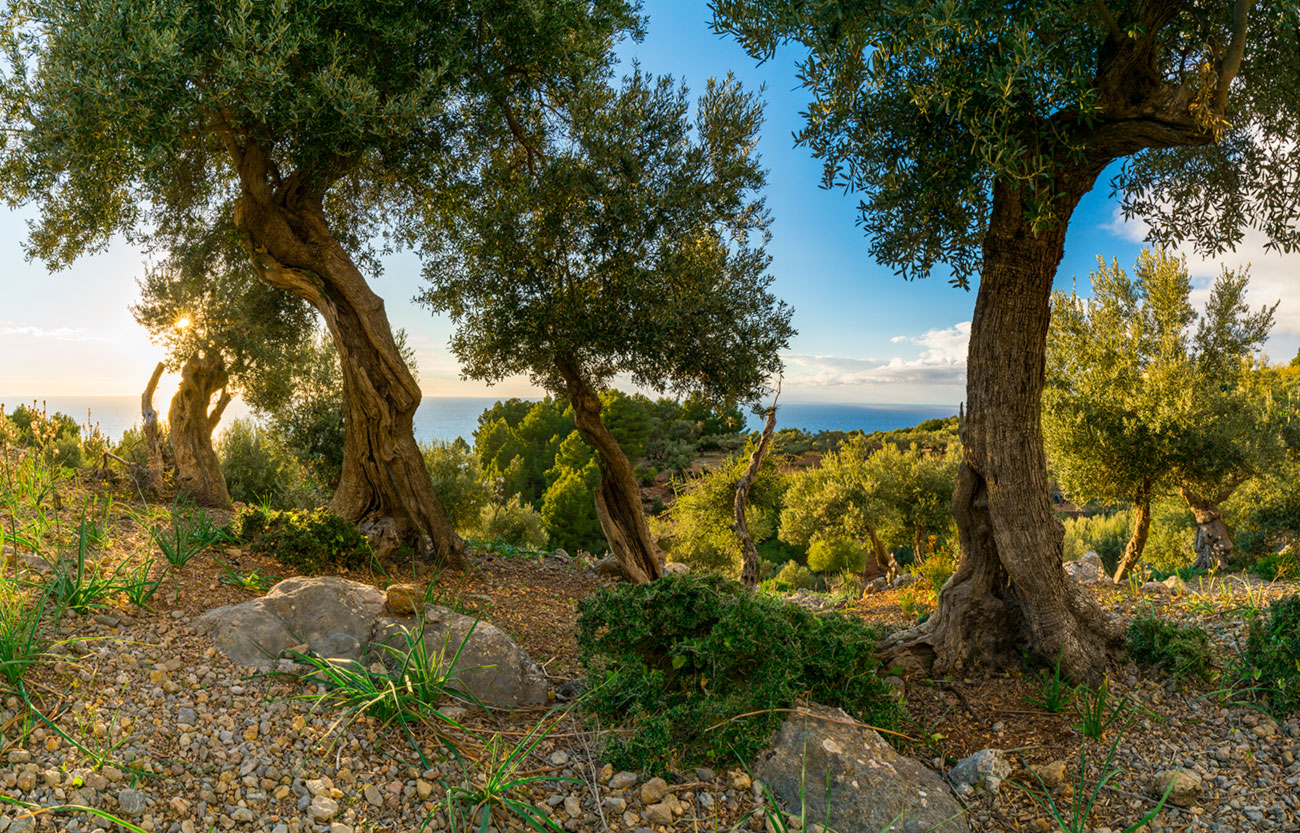 Westk&uuml;ste Mallorca &ndash; Akustikbilder und Schallabsorber von SCHALLSAUGER&reg;