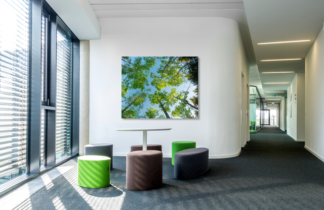 birken &ndash; Akustikbilder und Schallabsorber von SCHALLSAUGER&reg;