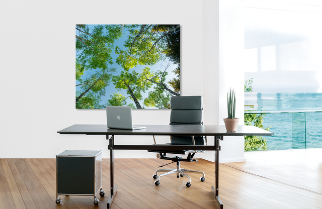 birken &ndash; Akustikbilder und Schallabsorber von SCHALLSAUGER&reg;