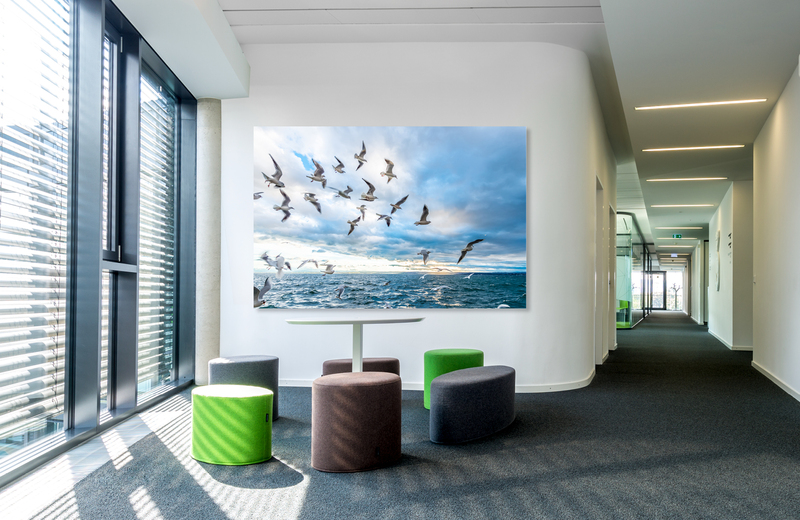 m&ouml;wen &ndash; Akustikbilder und Schallabsorber von SCHALLSAUGER&reg;