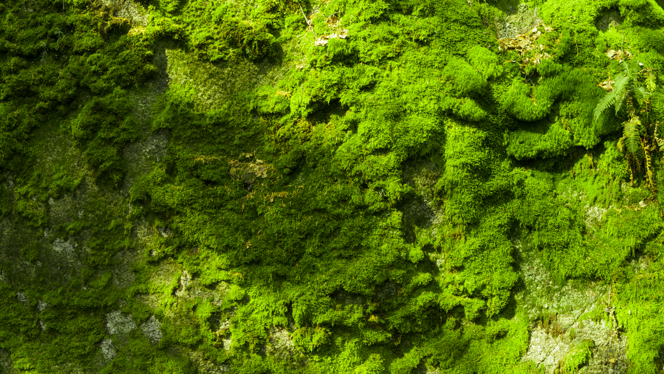 fichtelgebirge mooswand