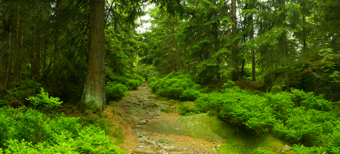 Märchenwald in fichtelgebirge