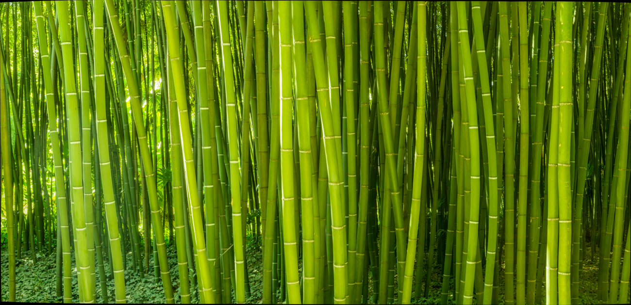 bambuswald