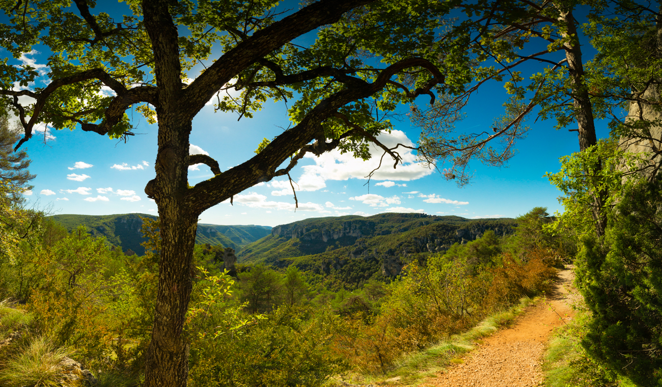 montpellier le vieux