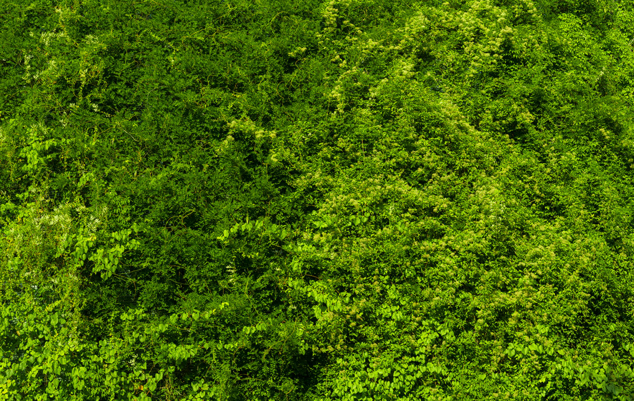 grüne pflanzenwand – Akustikbilder und Schallabsorber von SCHALLSAUGER®
