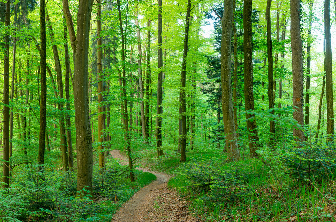 schienerberg wald &ndash; Akustikbilder und Schallabsorber von SCHALLSAUGER&reg;