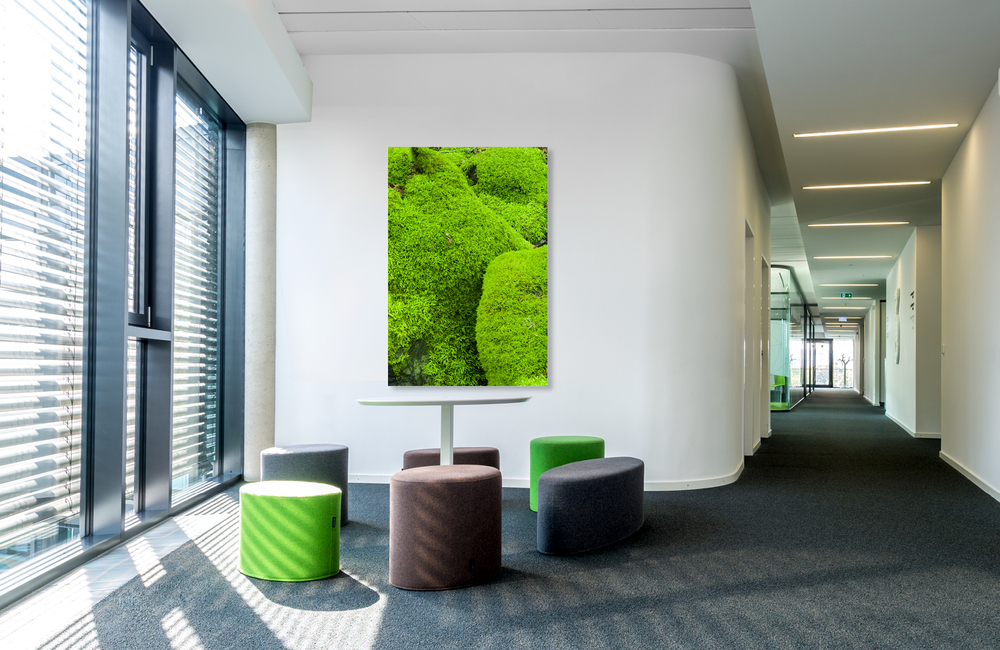 moos &ndash; Akustikbilder und Schallabsorber von SCHALLSAUGER&reg;