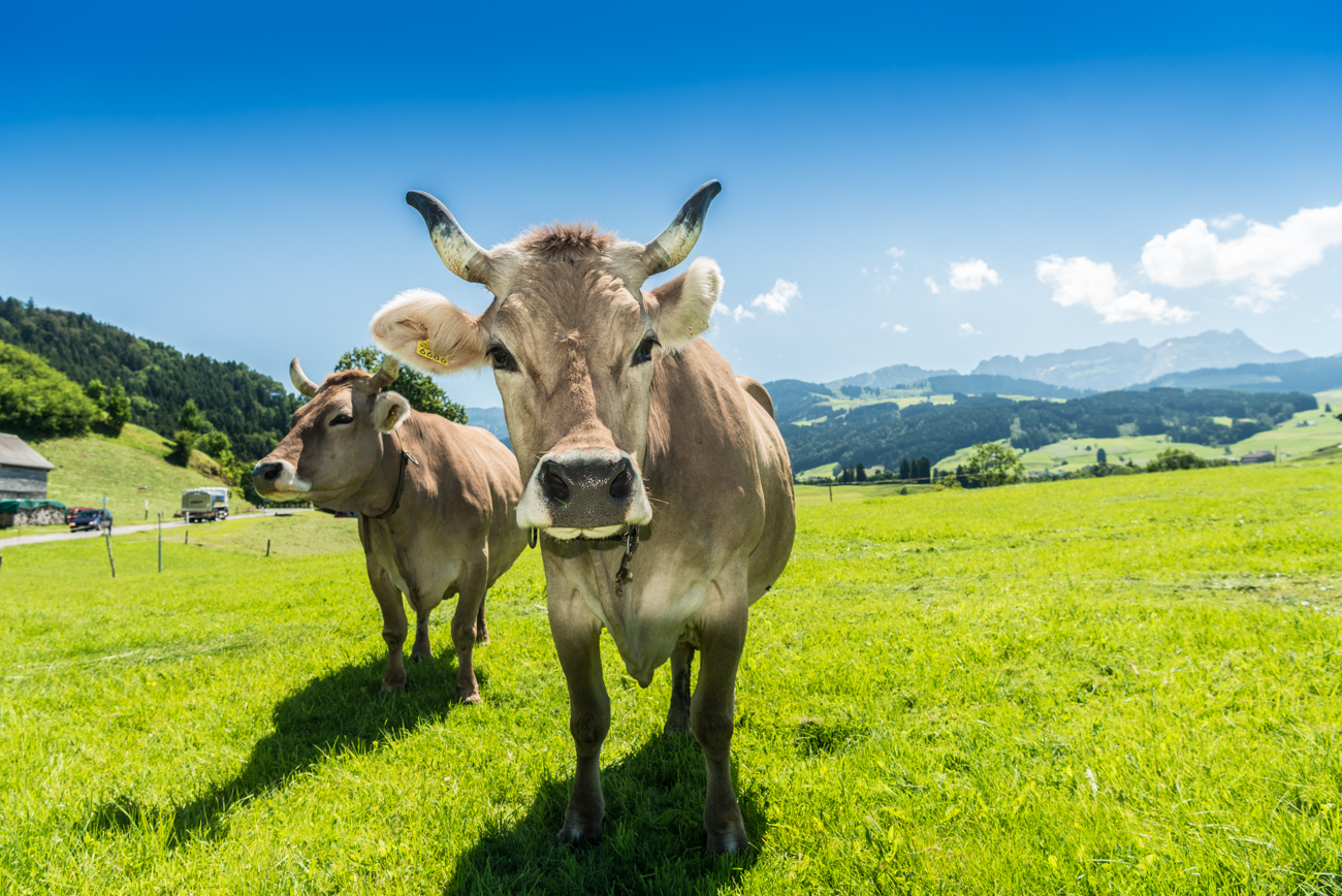 appenzeller kuh