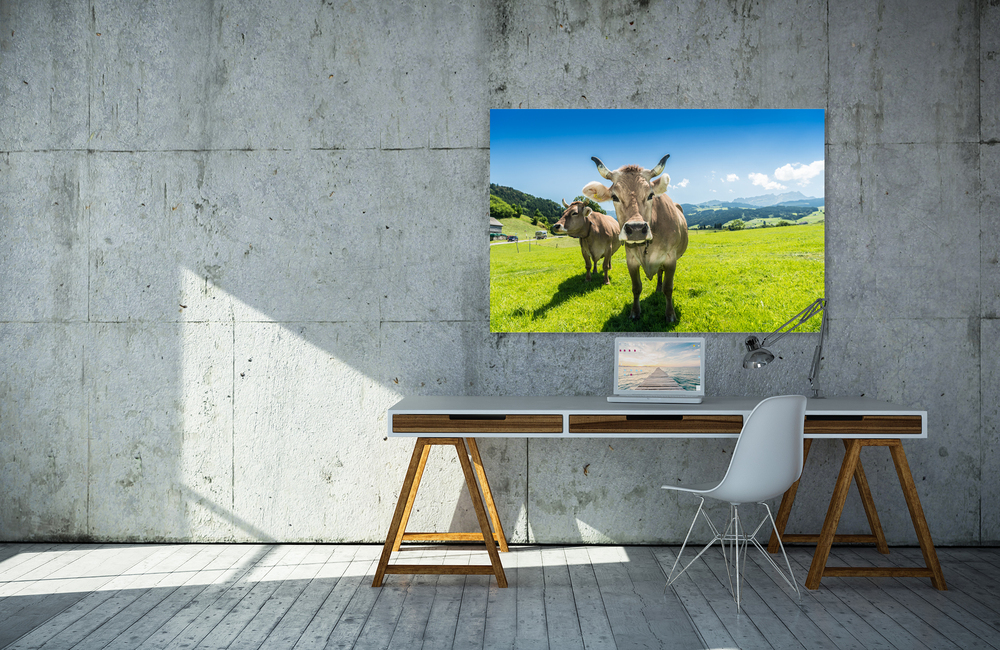 appenzeller kuh &ndash; Akustikbilder und Schallabsorber von SCHALLSAUGER&reg;