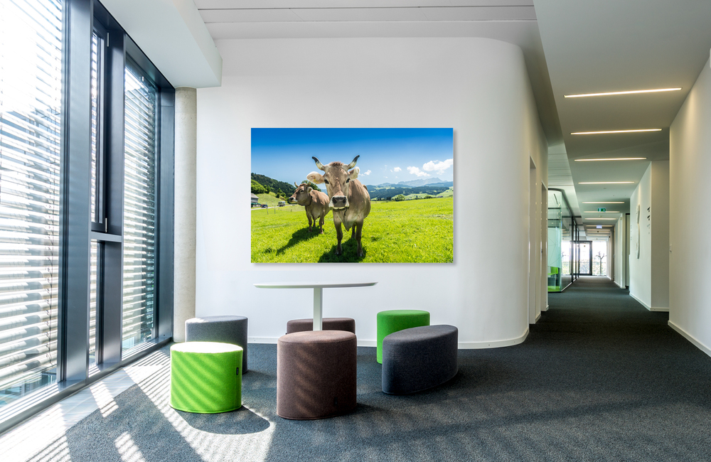 appenzeller kuh &ndash; Akustikbilder und Schallabsorber von SCHALLSAUGER&reg;