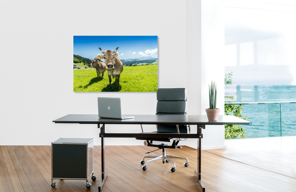 appenzeller kuh &ndash; Akustikbilder und Schallabsorber von SCHALLSAUGER&reg;