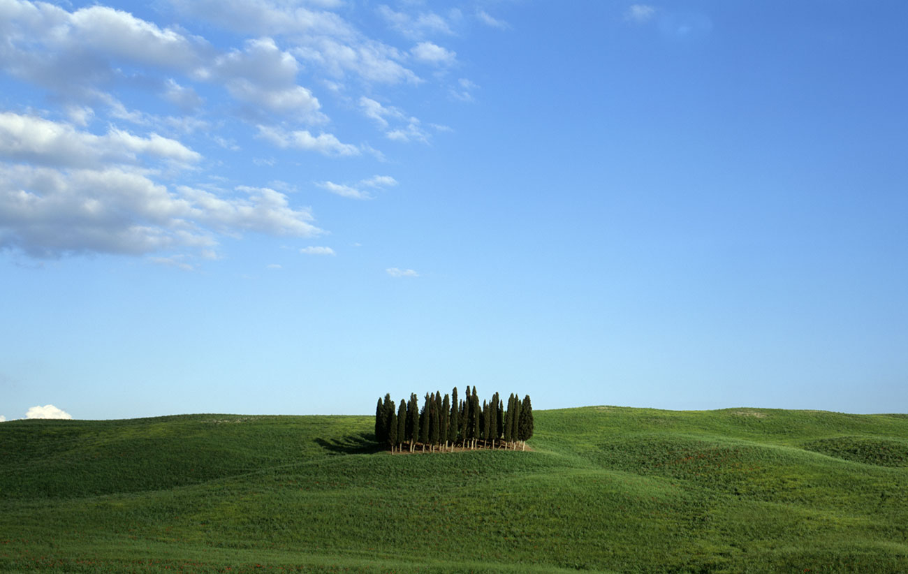 cypressenwald Toskana &ndash; Akustikbilder und Schallabsorber von SCHALLSAUGER&reg;