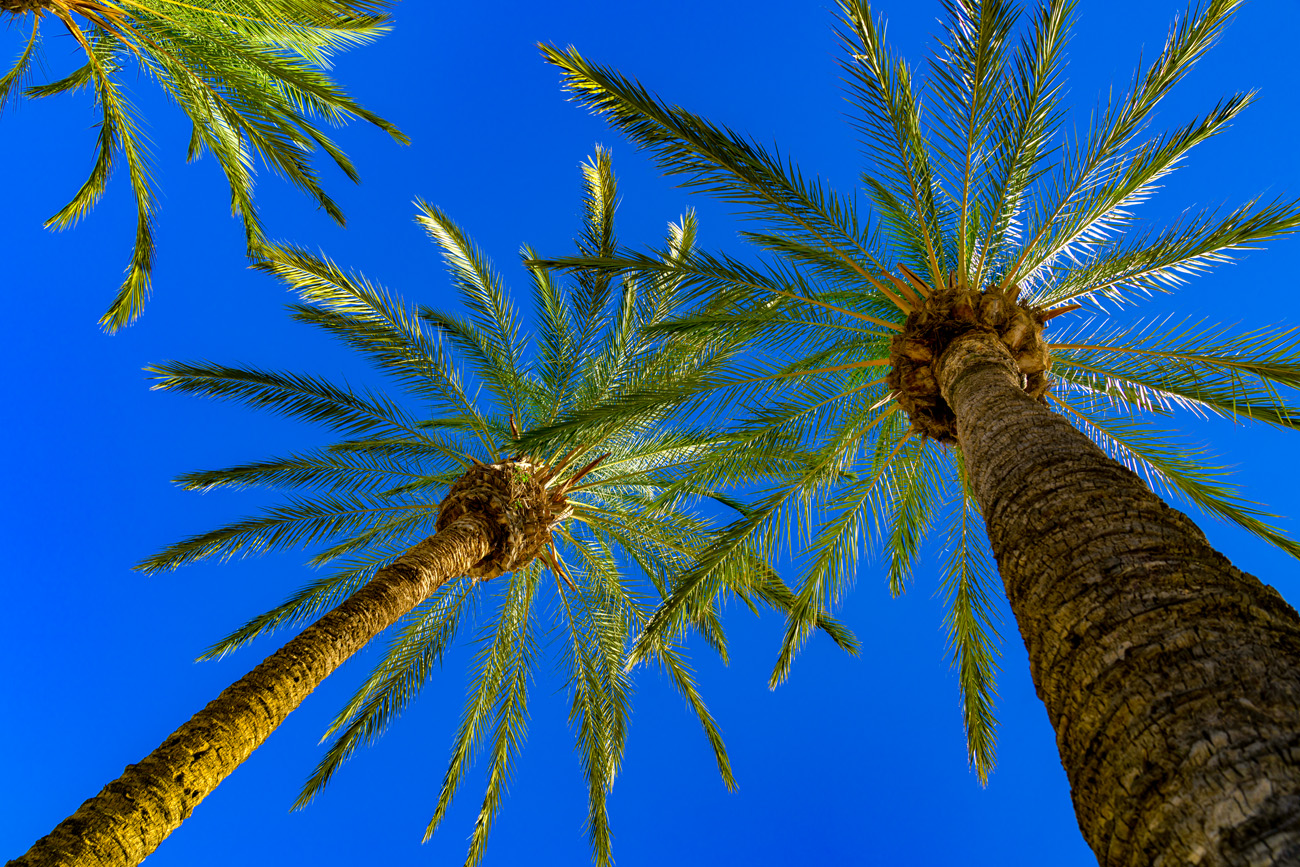 mallorca palmen