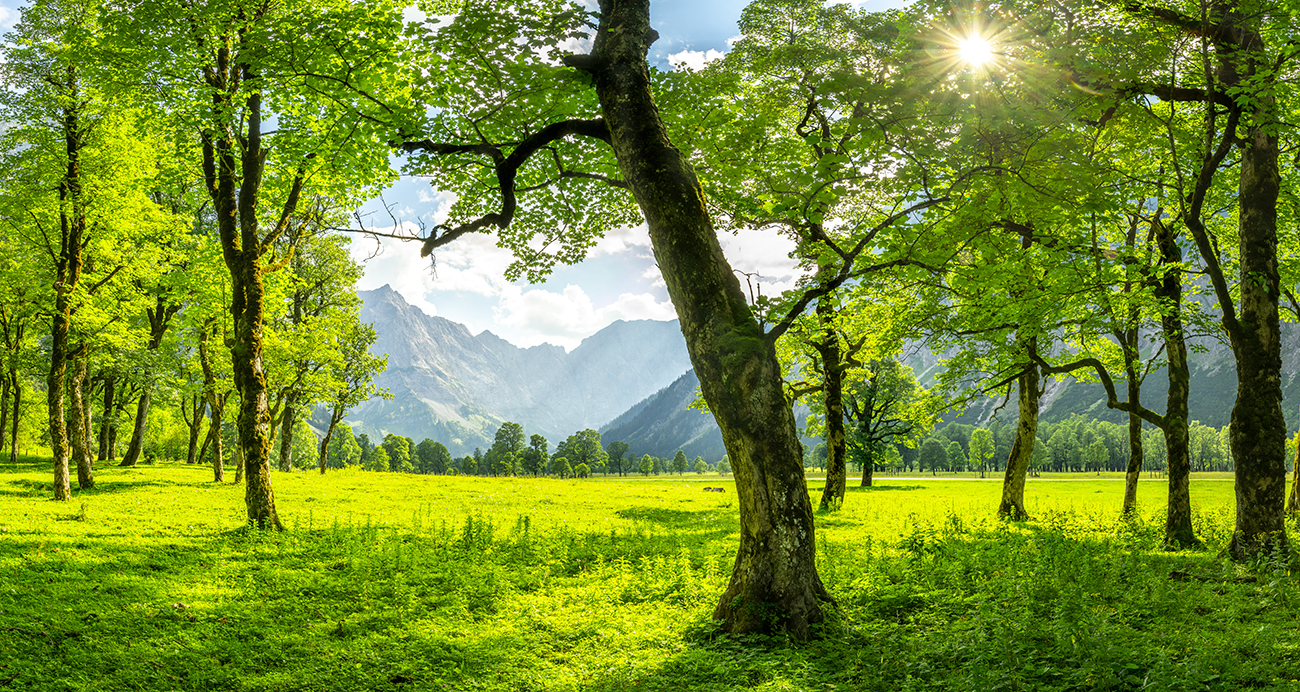 gro&szlig;er ahornboden &ndash; Akustikbilder und Schallabsorber von SCHALLSAUGER&reg;