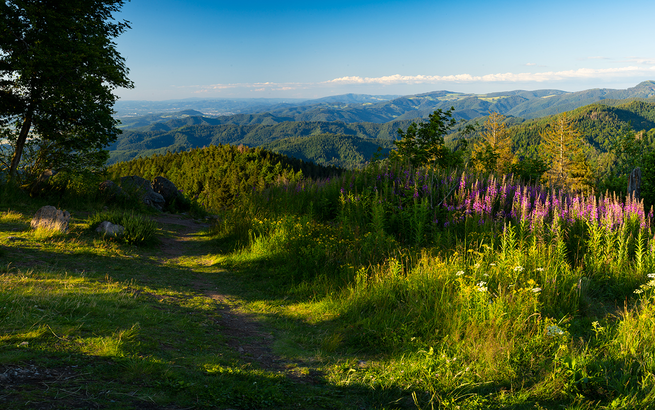 schwarzwald &ndash; Akustikbilder und Schallabsorber von SCHALLSAUGER&reg;