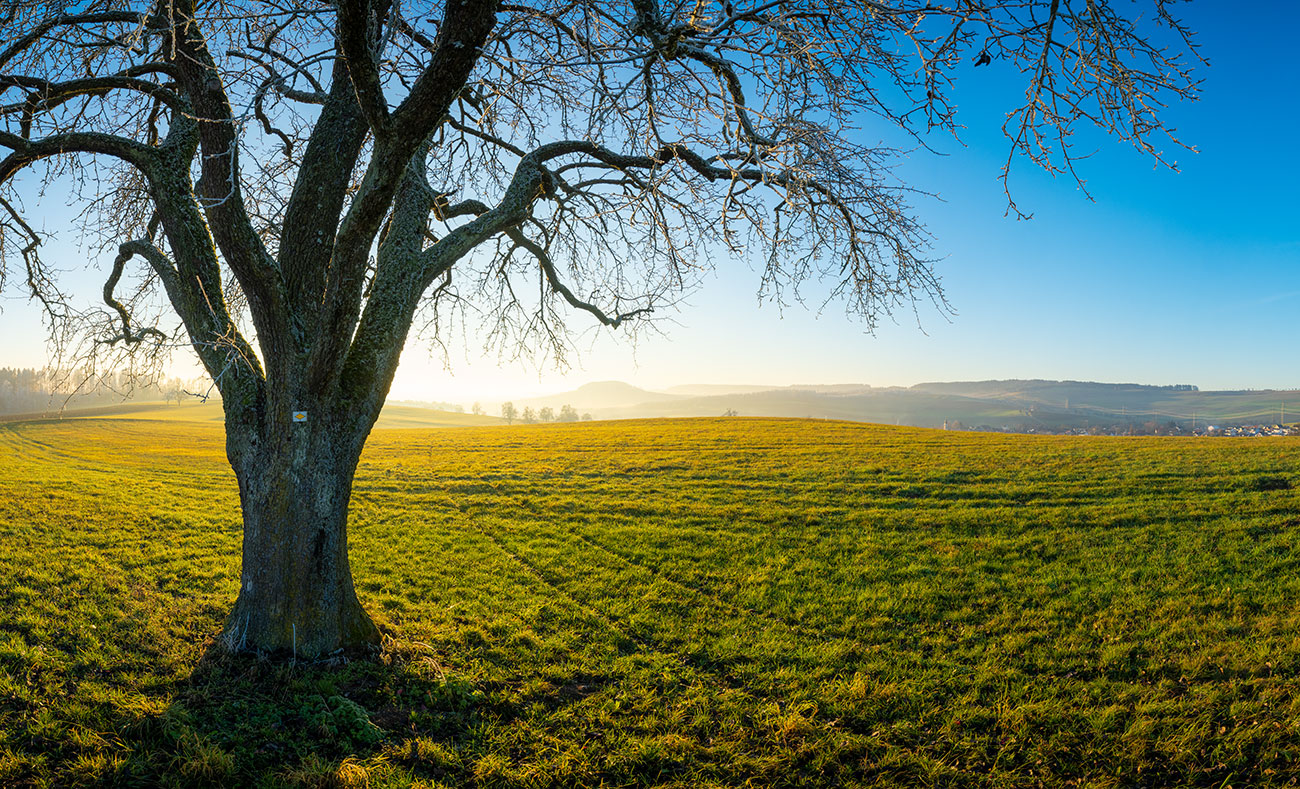 herbst baum &ndash; Akustikbilder und Schallabsorber von SCHALLSAUGER&reg;