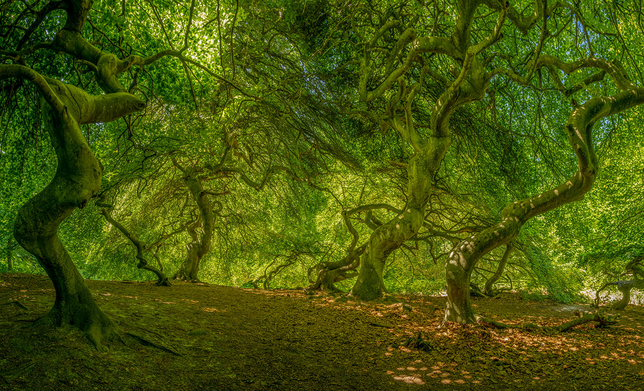 hexenwald &ndash; Akustikbilder und Schallabsorber von SCHALLSAUGER&reg;