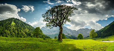 Gr&uuml;ne Bilder als hochaufl&ouml;sende Fotos und Motiv