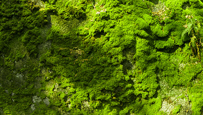 Gr&uuml;ne Bilder als hochaufl&ouml;sende Fotos und Motiv