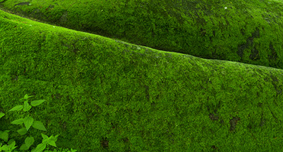 Gr&uuml;ne Bilder als hochaufl&ouml;sende Fotos und Motiv