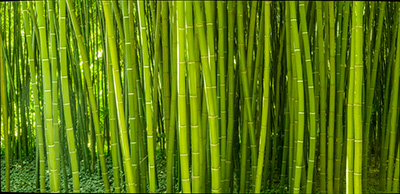 Gr&uuml;ne Bilder als hochaufl&ouml;sende Fotos und Motiv