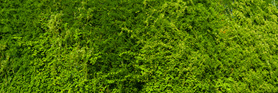 Gr&uuml;ne Bilder als hochaufl&ouml;sende Fotos und Motiv