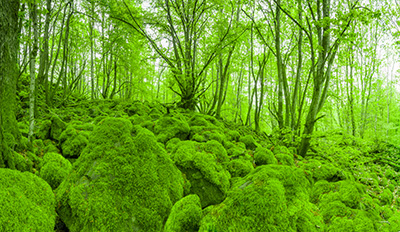 Gr&uuml;ne Bilder als hochaufl&ouml;sende Fotos und Motiv