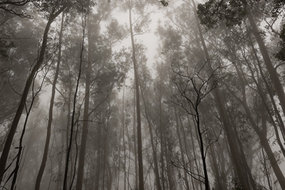 Akustikbilder Schwarzwei&szlig; &ndash; SCHALLSAUGER&reg; Licht und Akustik