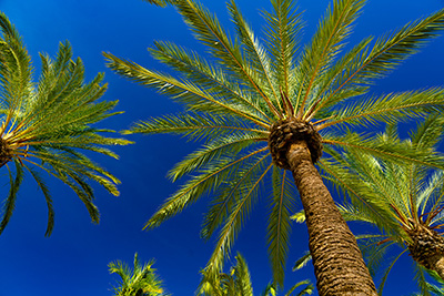 Gr&uuml;ne Bilder als hochaufl&ouml;sende Fotos und Motiv