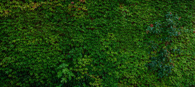 Gr&uuml;ne Bilder als hochaufl&ouml;sende Fotos und Motiv