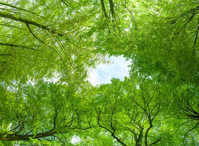 Gr&uuml;ne Bilder als hochaufl&ouml;sende Fotos und Motiv