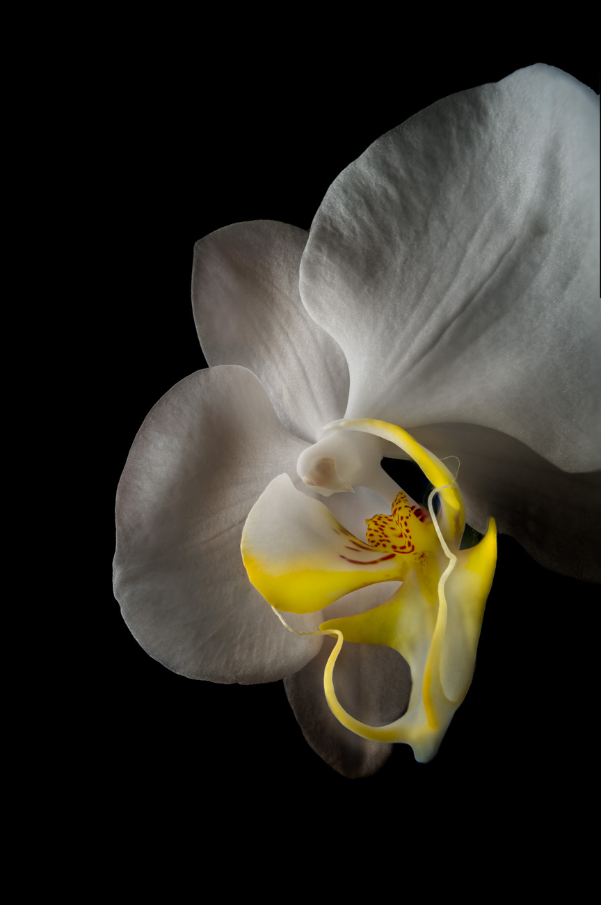 orchidee