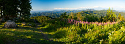 Gr&uuml;ne Bilder als hochaufl&ouml;sende Fotos und Motiv