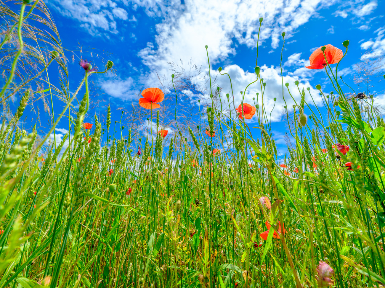 mohnblumen im kornfeld