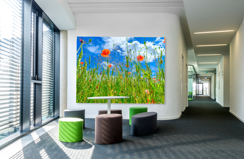mohnblumen im kornfeld &ndash; Akustikbilder und Schallabsorber von SCHALLSAUGER&reg;