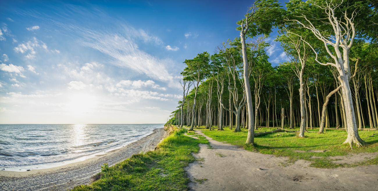 ostsee gespensterwald