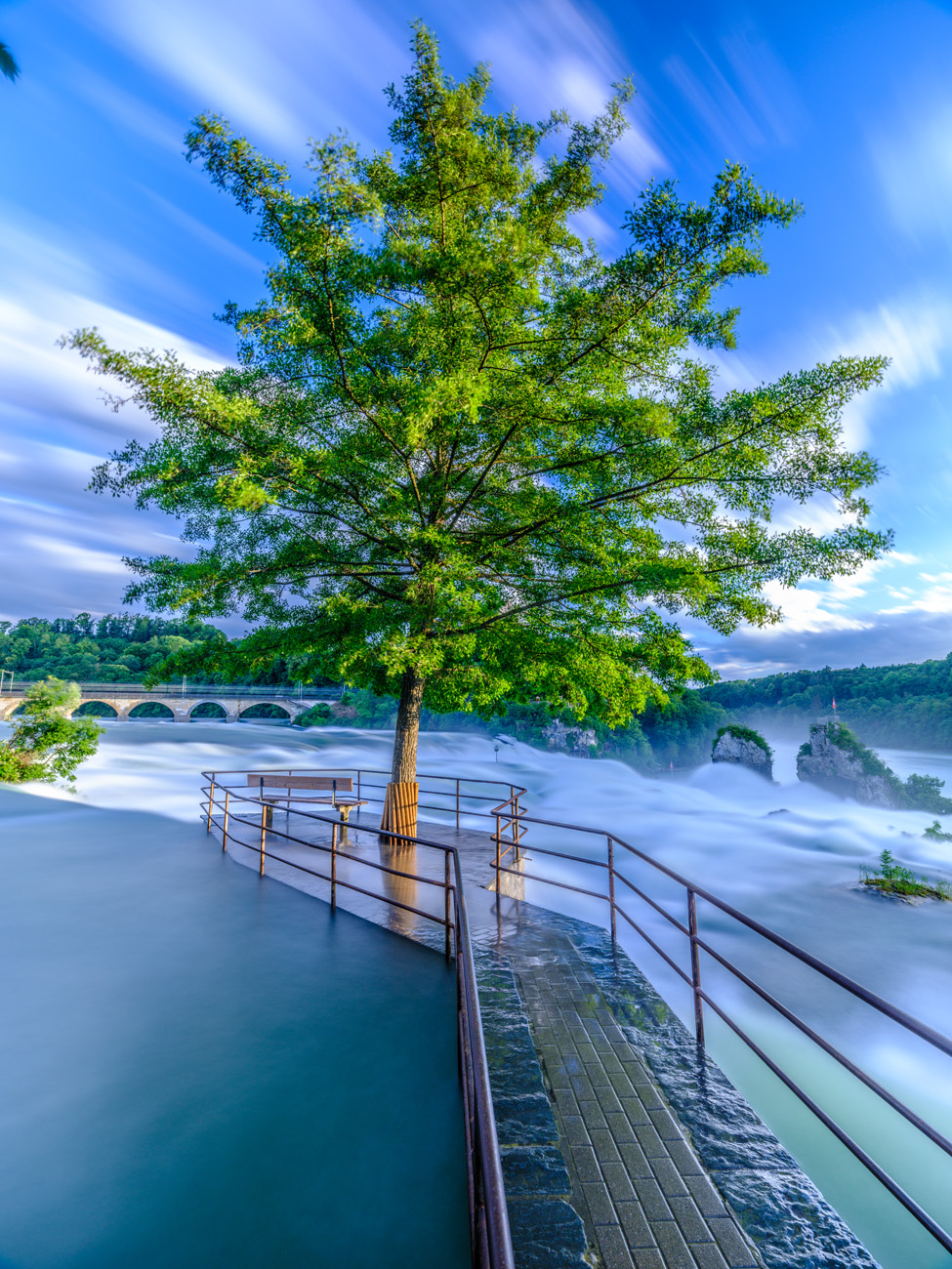 baum am rheinfall