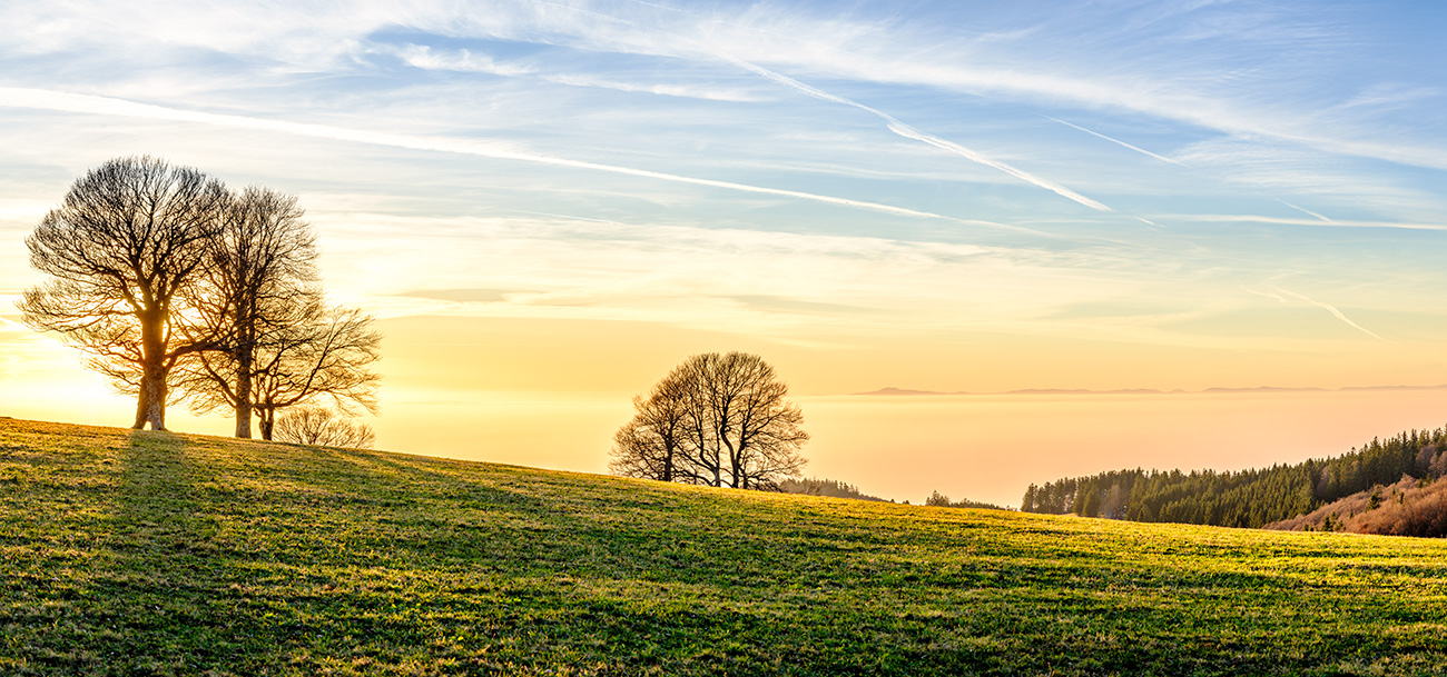 windbuchen_2 &ndash; Akustikbilder und Schallabsorber von SCHALLSAUGER&reg;