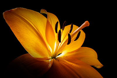 Floral als hochaufl&ouml;sende Fotos und Motiv