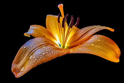 Floral als hochaufl&ouml;sende Fotos und Motiv