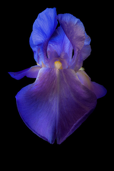 Floral als hochaufl&ouml;sende Fotos und Motiv