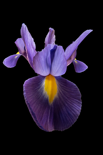 Floral als hochaufl&ouml;sende Fotos und Motiv