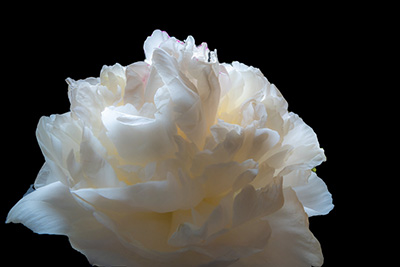 Floral als hochaufl&ouml;sende Fotos und Motiv