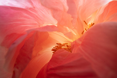 Floral als hochaufl&ouml;sende Fotos und Motiv