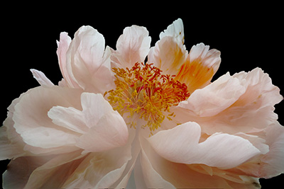 Floral als hochaufl&ouml;sende Fotos und Motiv