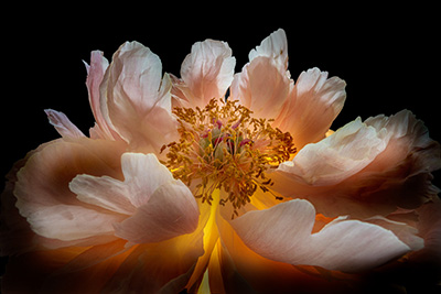 Floral als hochaufl&ouml;sende Fotos und Motiv