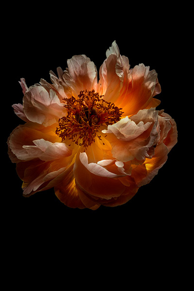 Floral als hochaufl&ouml;sende Fotos und Motiv